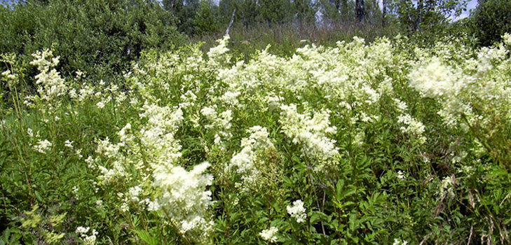 Tavolga: औषधीय गुण, आवेदन फोटो
