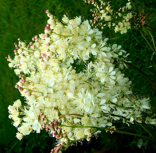 Tavolga: औषधीय गुण, आवेदन फोटो
