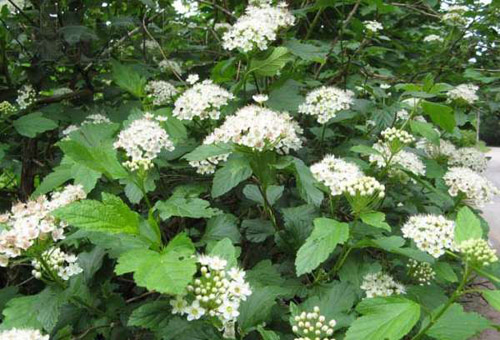 Tavolga: औषधीय गुण, आवेदन फोटो